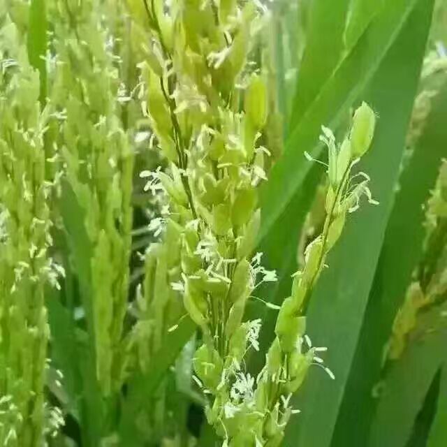 授粉期的五常稻花香大米